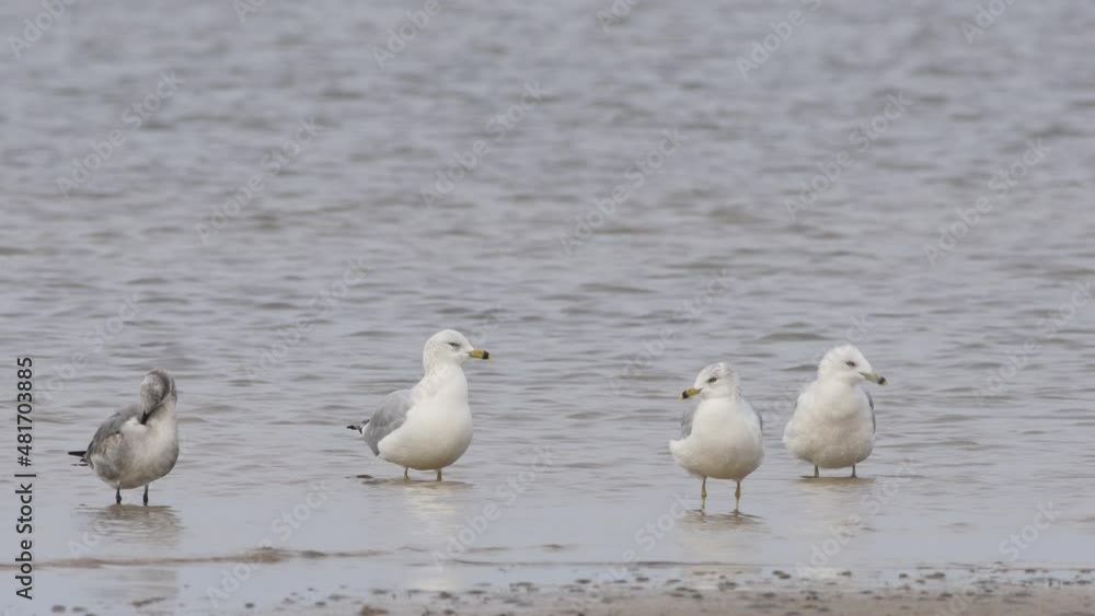 Seagulls resting and preening at low tide Seagulls resting and preening at low tide