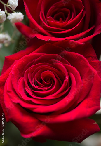 close up pf red rose peTals in circular shape the centre of a rose the symbol of love weddings Valentines day and anniversaries deep red in color fresh rose out of the garden vertical format backdrop 