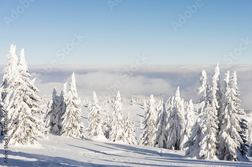 Winter mountain landscape. Fir trees under the snow on the ski slope and clouds. High quality photo