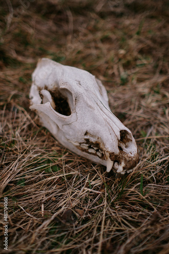 mammal skull on the grass