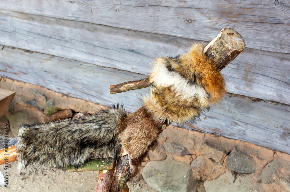 Foto de Meteņi mumming figure symbolizing a wolf standing at a log hut ...