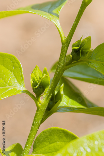 Detail of the persimmon buds that will form the final fruits