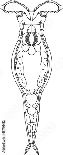 Foto Coloring page with scheme of bdelloid rotifer anatomy isolated on white backgrou