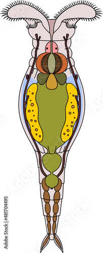 Scheme of bdelloid rotifer anatomy isolated on white background