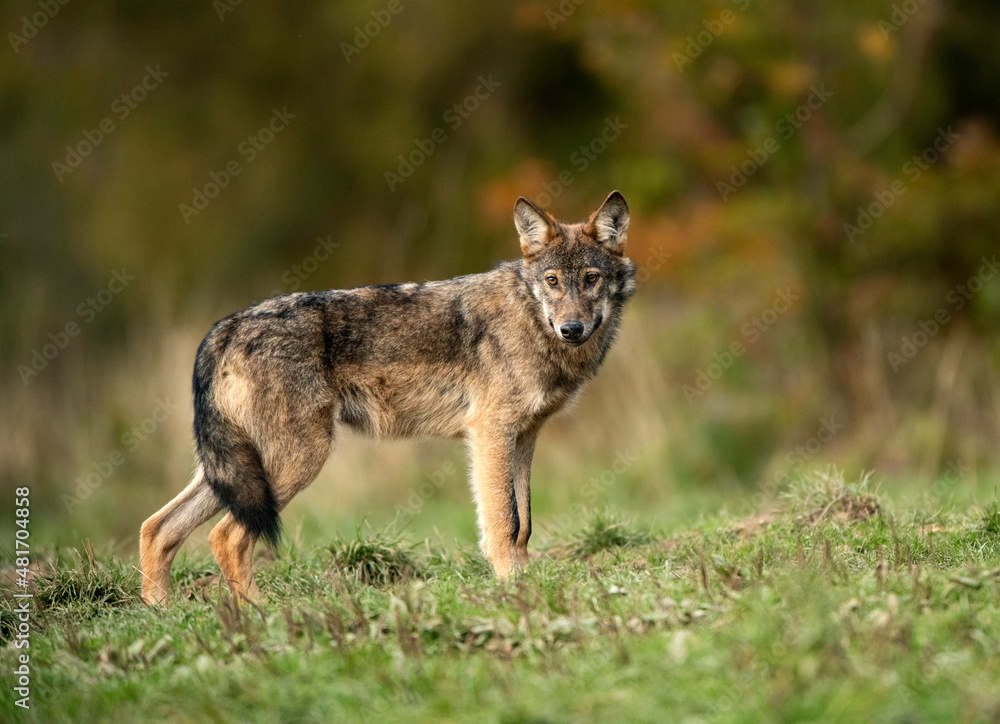 Fototapeta premium Grey wolf ( Canis lupus ) close up