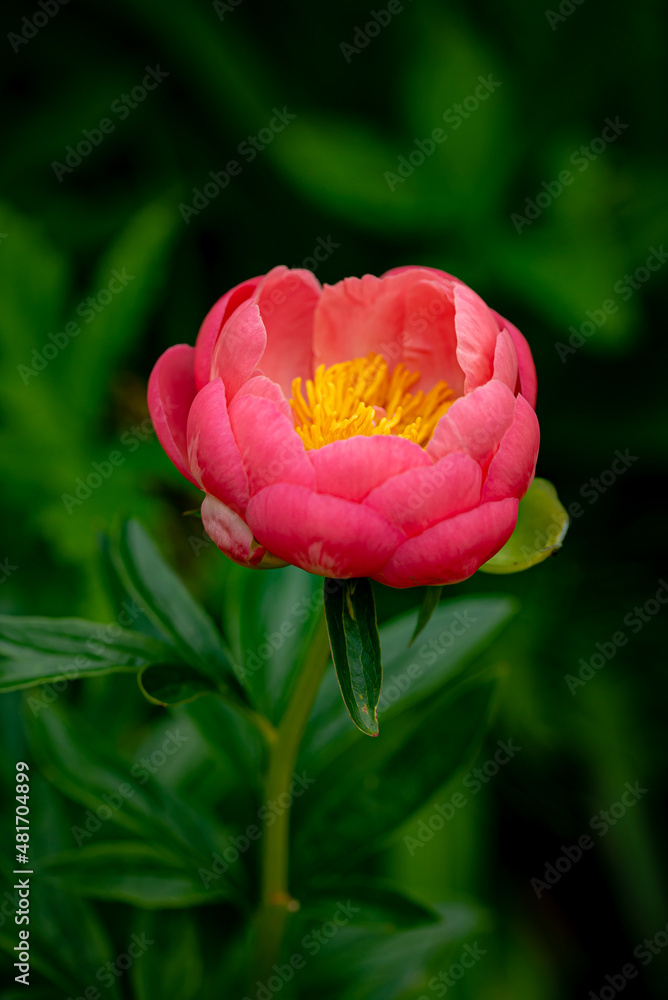 Fototapeta premium coral peony in the garden