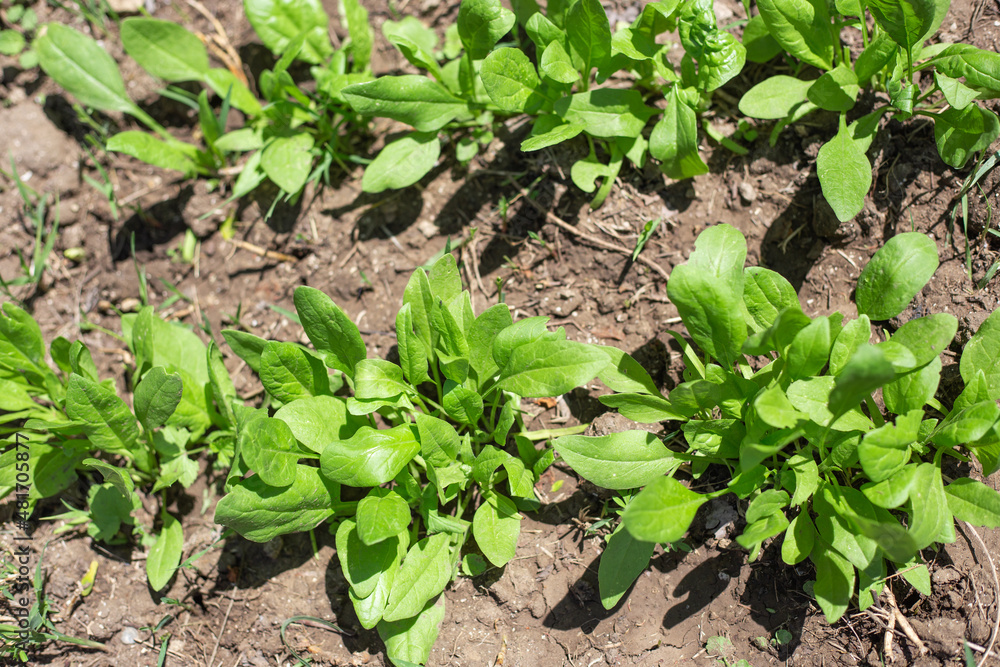 Spinach bushes in the garden. Growing vegetables and herbs in your garden in the summer Spinach bushes in the garden. Growing vegetables and herbs in your garden in the summer
