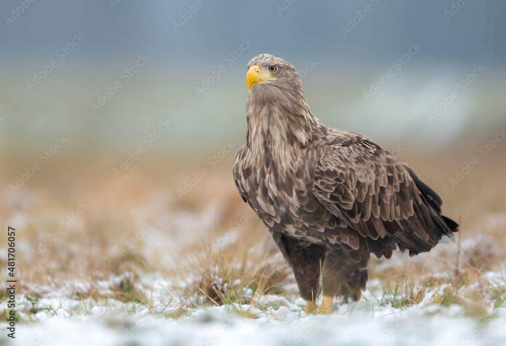 White tailed eagle or sea eagle ( Haliaeetus albicilla ) White tailed eagle or sea eagle ( Haliaeetus albicilla )