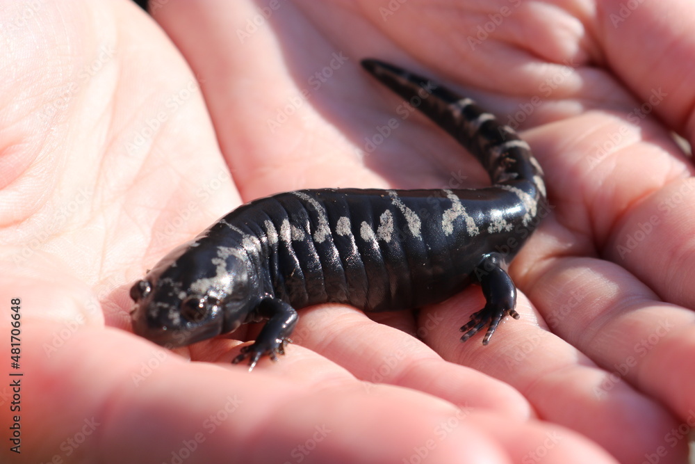 marbled salamander in hand