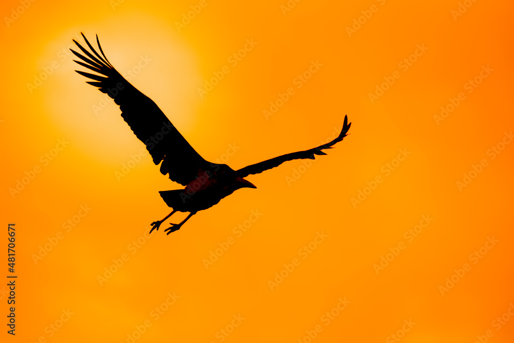Silhouette oiseau en vol coucher de soleil Silhouette oiseau en vol coucher de soleil