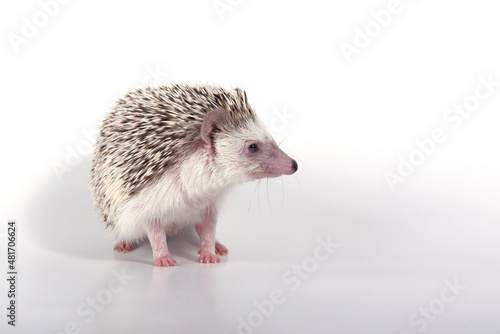 A beautiful cute hedgehog of African breed prickly with spikes on a white background in the studio