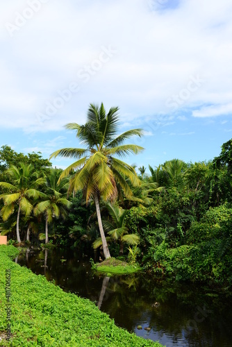 Fototapeta Naklejka Na Ścianę i Meble -  palm trees against the backdrop of the environment in the Caribbean