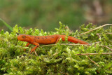 Closeup on a colorful but poisonous red eft of the Eastern or Broken-Striped Newt, Notophthalmus viridescens
