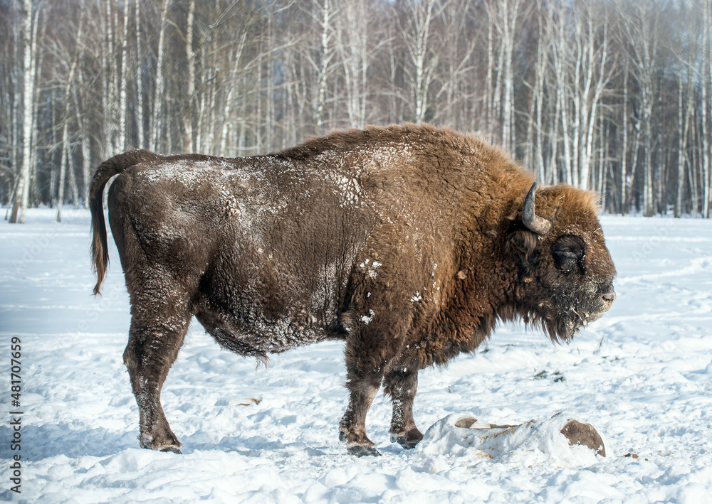 Bison in winter on snowy field. Bison in winter on snowy field.