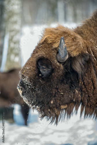 Bison in winter on snowy field.