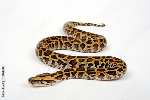 Indian rock python // Heller Tigerpython (Python molurus) 