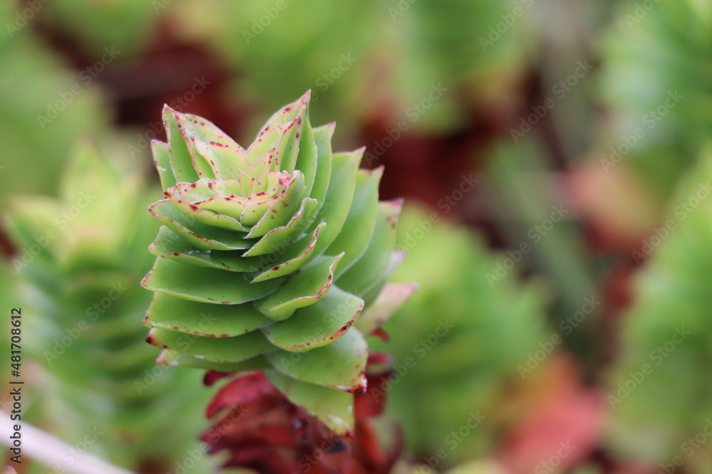 Fototapeta premium green succulent plant