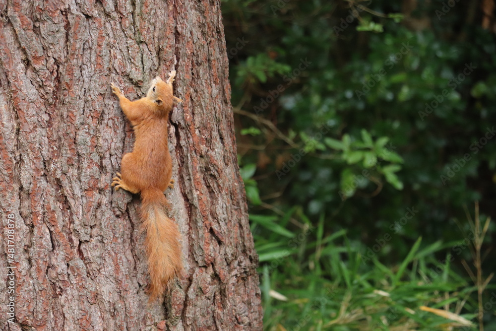 red squirrel on a tree red squirrel on a tree