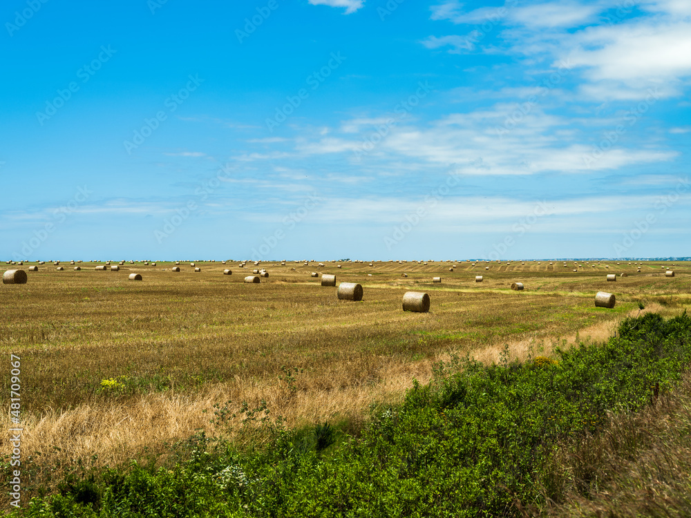 Hay rolls in a field in Eastern cape South Africa