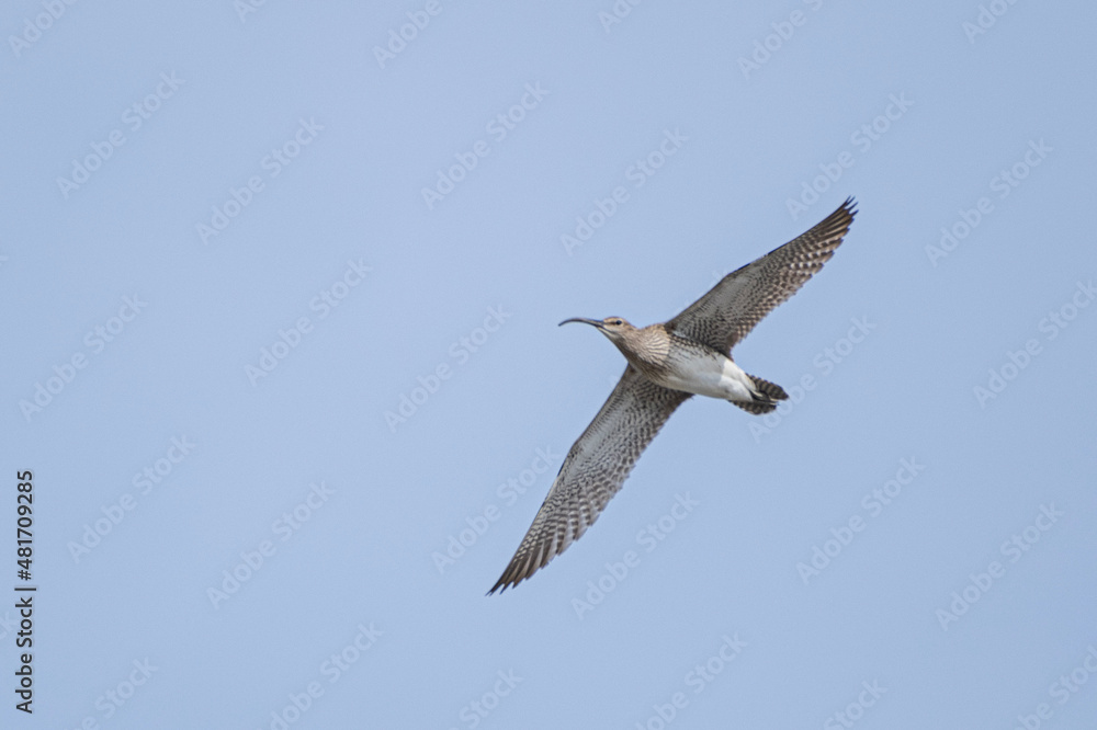 Fototapeta premium seagull in flight