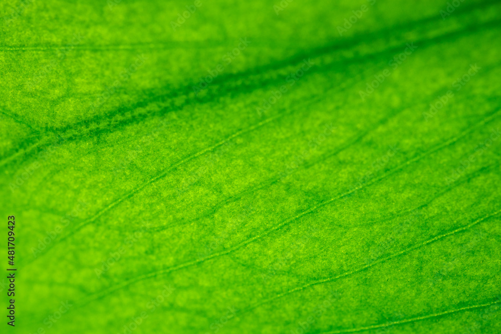 close up of green leaf texture close up of green leaf texture