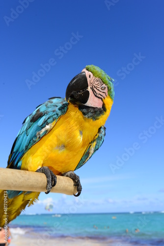 motley parrot on a pole against the background of the sea