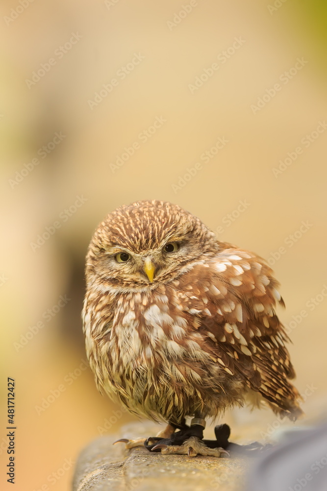 Fototapeta premium male little owl (Athene noctua) the tiny bird is very cute
