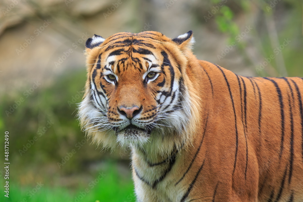 Obraz premium Sumatran tiger ( Panthera tigris sondaica) beautiful close-up portrait