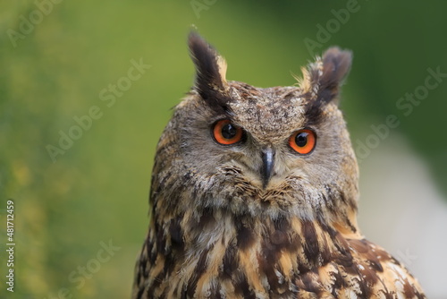 Eurasian eagle-owl  Bubo bubo  has big orange eyes