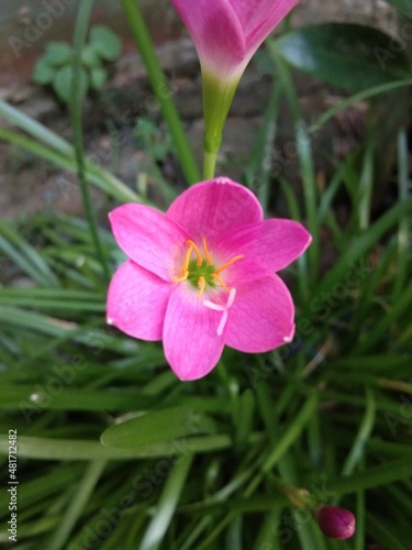 pink flower