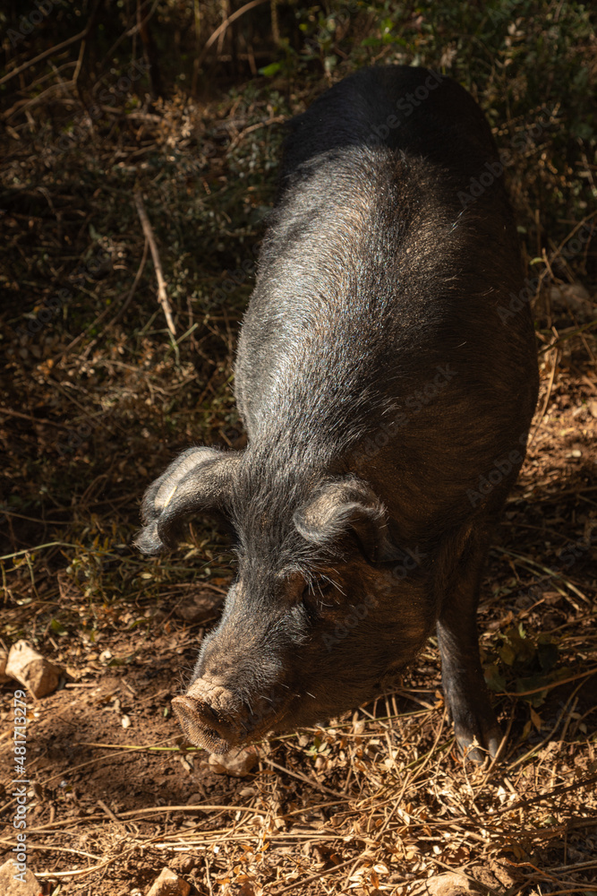 Free-range pigs Free-range pigs