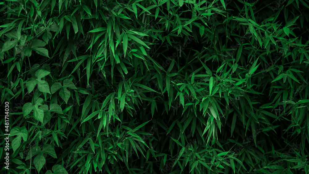 Closed up of asian bamboo wood forest, natural background. Green bamboo texture Closed up of asian bamboo wood forest, natural background. Green bamboo texture