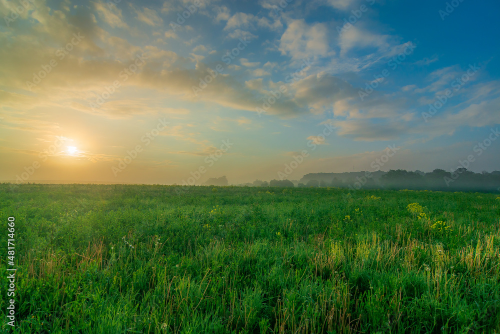 rapeseed field at sunrise