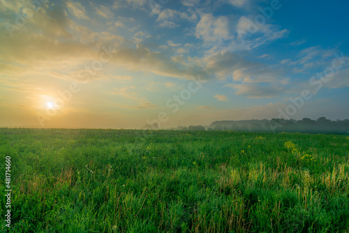 rapeseed field at sunrise