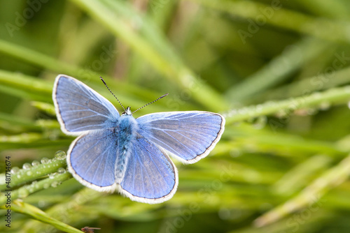 Blue beauty. A gossamer-winged butterfly stands out clearly from the surroundings due to the light blue wings. A fine black line and white fringes line the wings and complete their simple beauty.