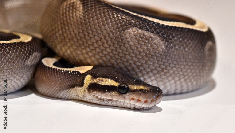 Obraz premium A beautiful python regius snake with selective focus