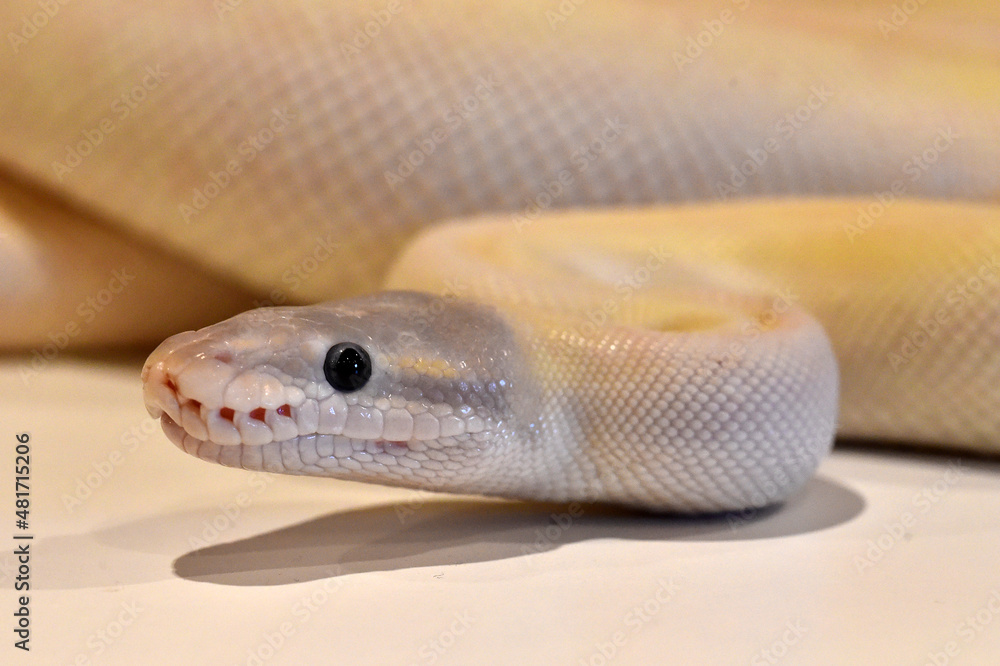 Fototapeta premium A beautiful python regius snake with selective focus