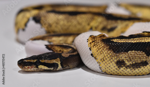  A beautiful python regius snake with selective focus
