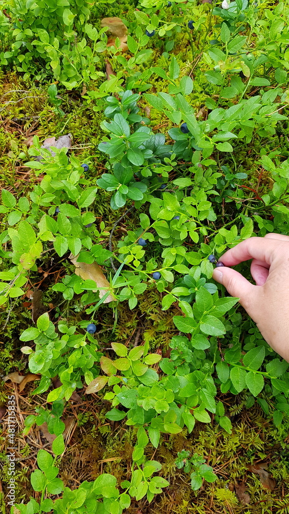 Ripe berries of wild blueberries on the bushes. A human collects blueberries in the forest. The hand plucks a berry. Ripe berries of wild blueberries on the bushes. A human collects blueberries in the forest. The hand plucks a berry.