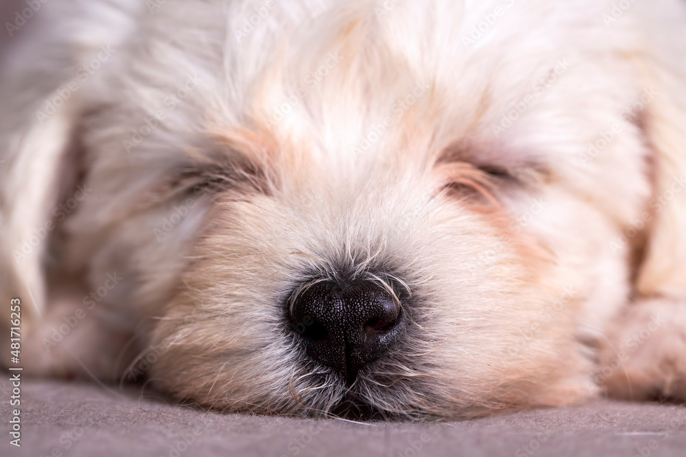 Very cute maltese terrier puppy dog Very cute maltese terrier puppy dog