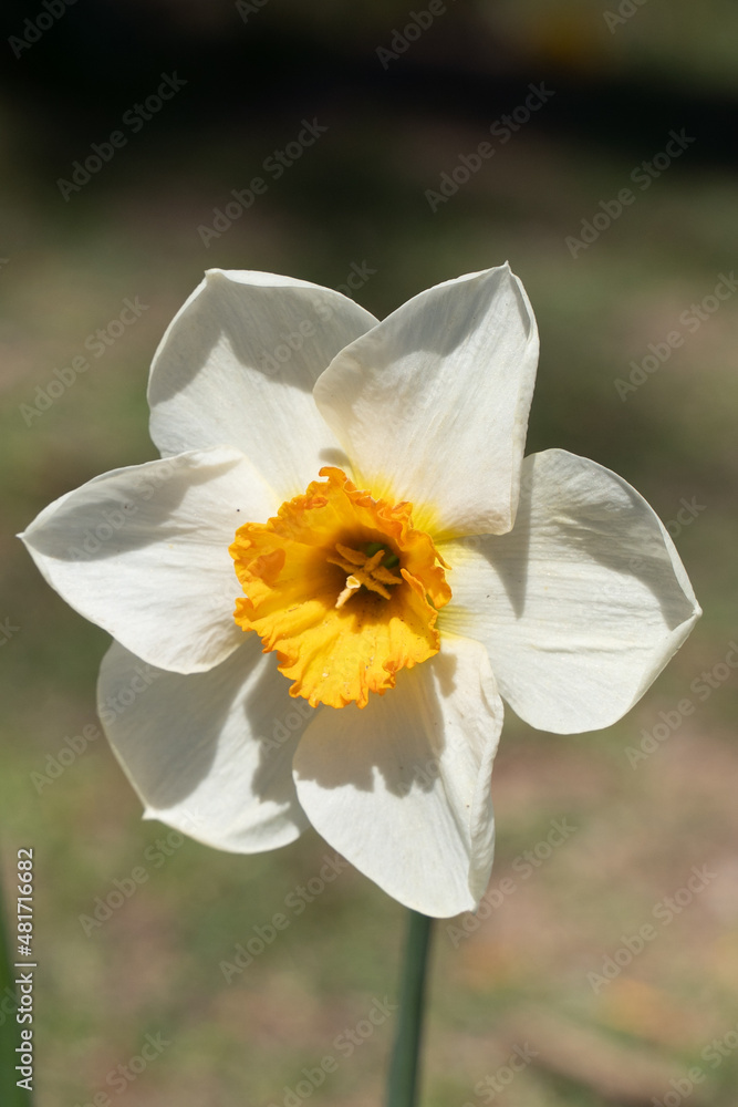 Fototapeta premium christmas lights