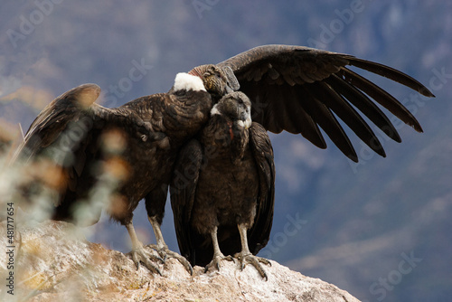 Valokuva A couple of condors caress each other on a rock in the Colca Canyon, in Arequipa