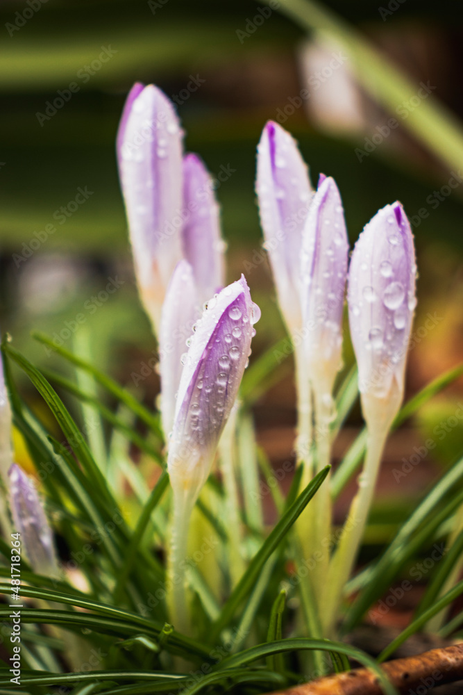Fototapeta premium flower in the garden