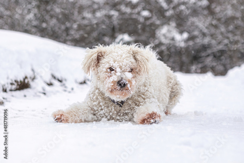 Portrait of a cute white pumi dog in the winter outdoors