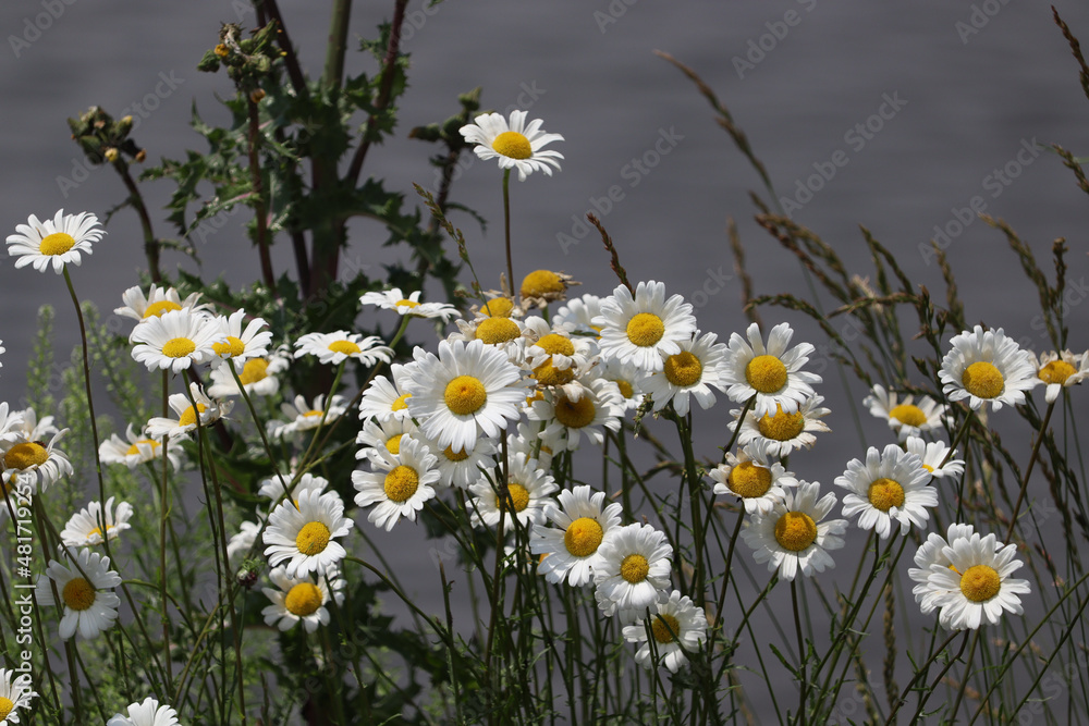Wild white daisies gracing the shore of a lake.