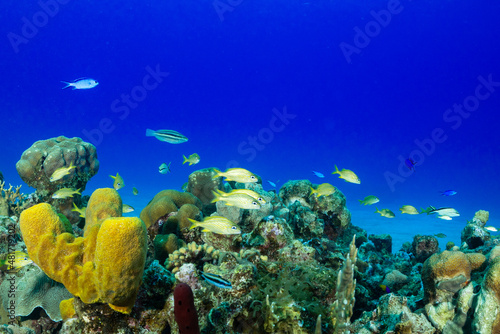 A shot of a tropical Caribbean reef in the Cayman Islands. sponge and coral grow to create a habitat for the brightly colored fish that thrive in these warm water conditions
