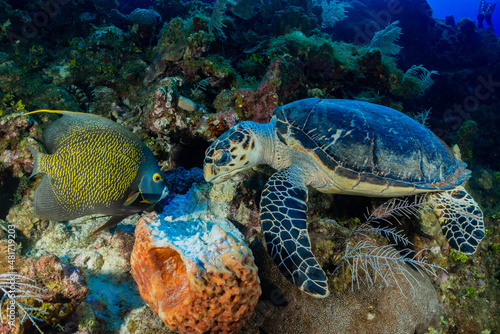 A cute underwater scene showing a hawksbill turtle and a french angelfish joining each other for dinner of a tasty sponge that has grown out of the tropical Caribbean coral reef in the Cayman Islands