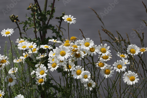 Wild white daisies gracing the shore of a lake.