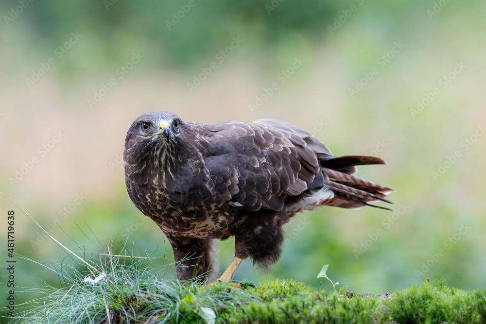 Obraz premium Common Buzzard (Buteo buteo) sarching for food in the forest of Noord Brabant in the Netherlands. Green forest background