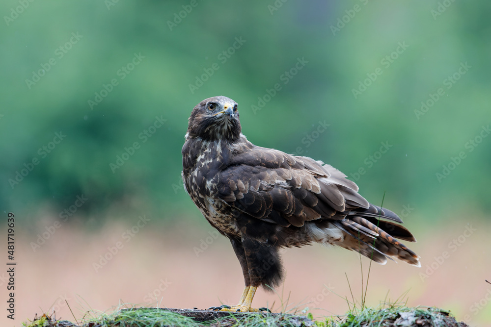 Common Buzzard (Buteo buteo) sarching for food in the forest of Noord Brabant in the Netherlands. Green forest background Common Buzzard (Buteo buteo) sarching for food in the forest of Noord Brabant in the Netherlands. Green forest background